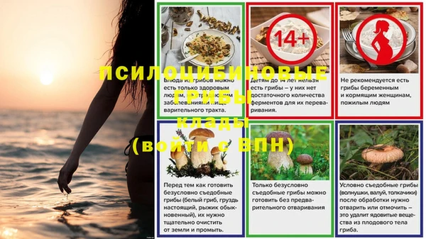 стаф Осинники
